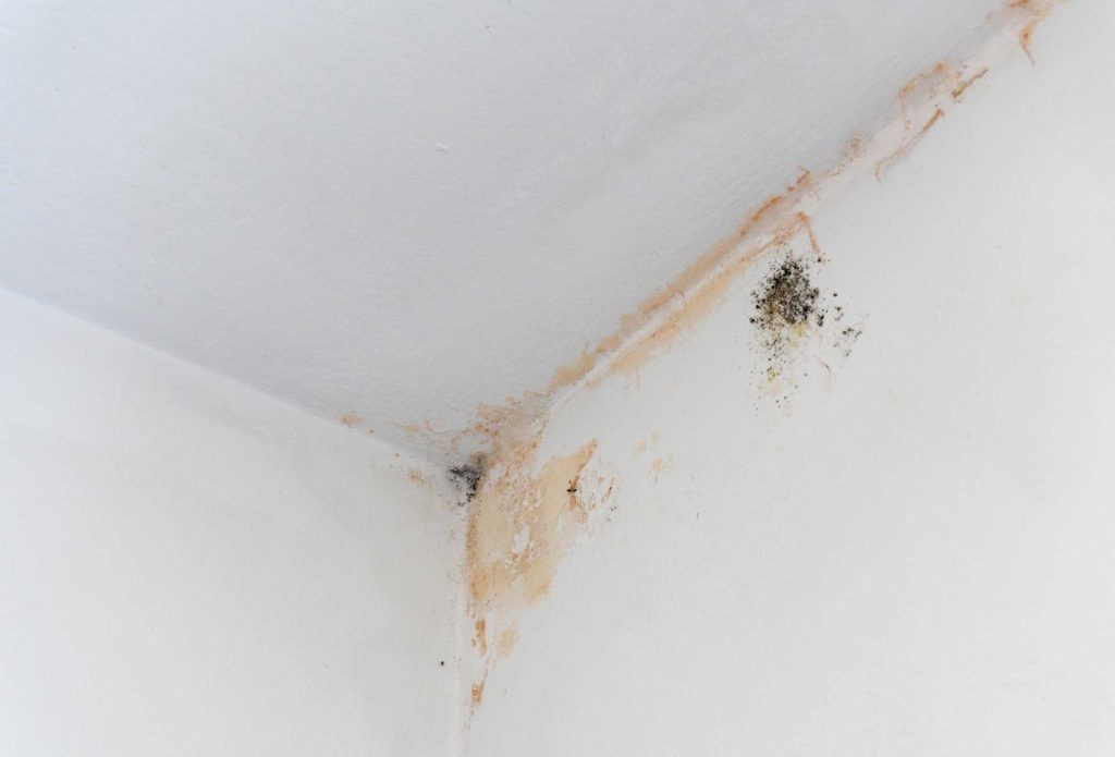 Close up photo of a mouldy wall | Featured image for the How to Prevent Wall Dampness blog from BetaBoard.